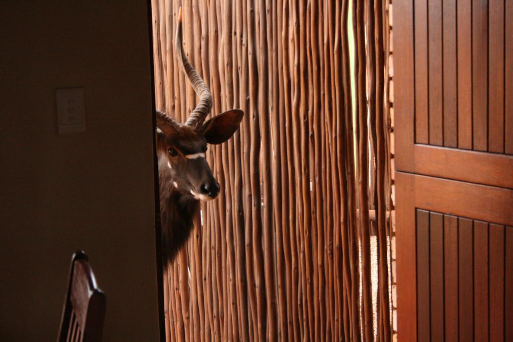 Makhato 84 Bush Lodge 벨라벨라 외부 사진
